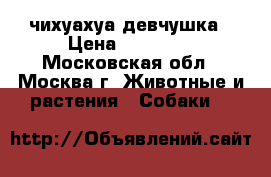 чихуахуа девчушка › Цена ­ 10 000 - Московская обл., Москва г. Животные и растения » Собаки   